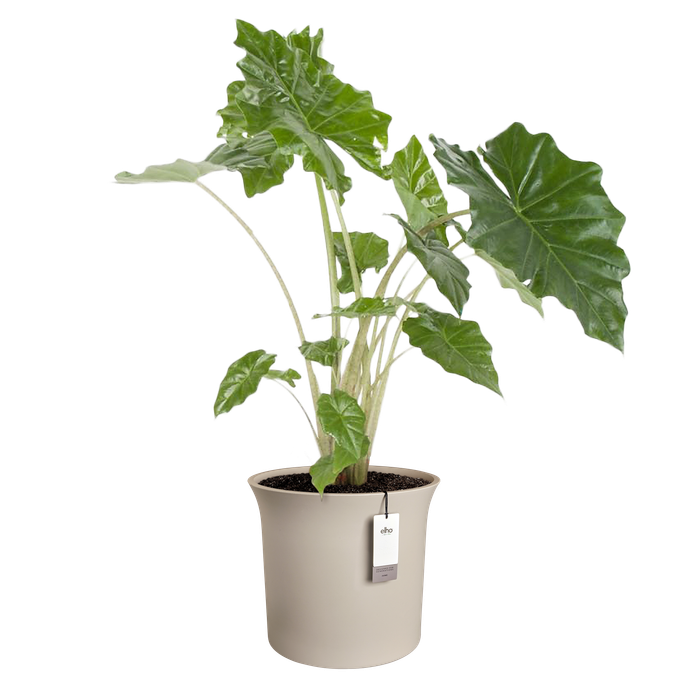 june tulip 40cm greige